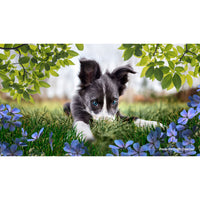 Thumbnail for Adobe Photoshop Elements 2023 (PC/Mac) - 1 User - English